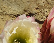 Buonconvento  2015 047